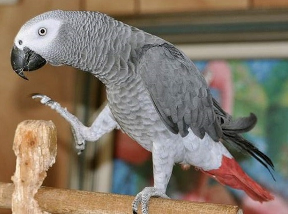 African Grey