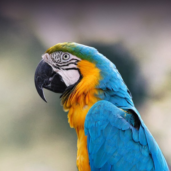 Macaws