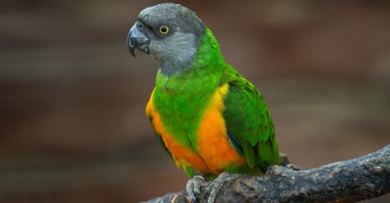 Senegal Parrot